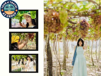 Trải nghiệm tự tay hái nho tươi ngay tại vườn