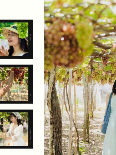 Trải nghiệm tự tay hái nho tươi ngay tại vườn