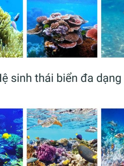 Vùng biển có hệ sinh thái phong phú bậc nhất Việt Nam
