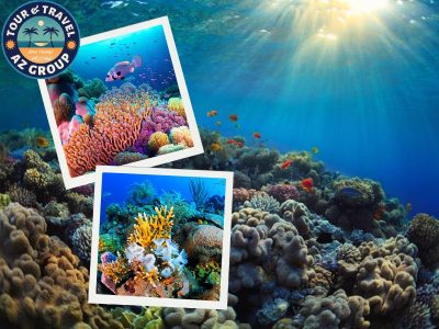 Những rạn san hô rực rỡ đẹp đến mức khiến bạn ngỡ ngàng