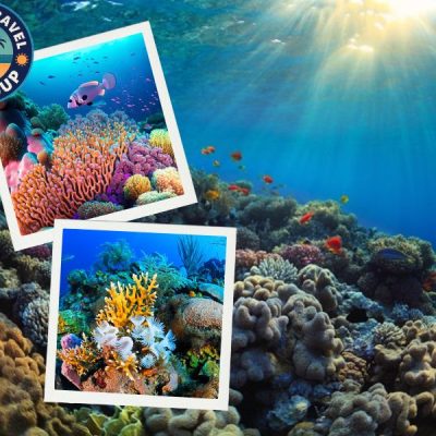 Những rạn san hô rực rỡ đẹp đến mức khiến bạn ngỡ ngàng