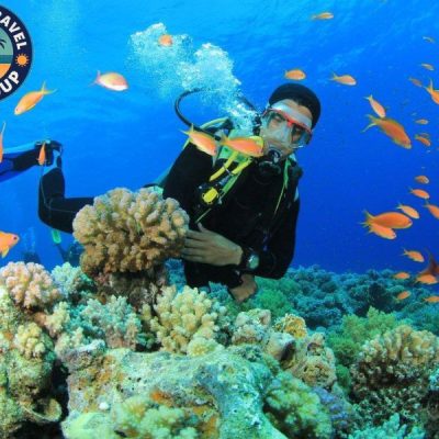 Phiêu lưu giữa rạn san hô đầy màu sắc và đàn cá tung tăng với bình hơi