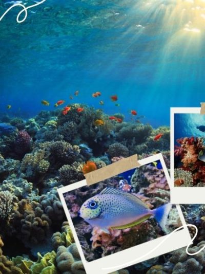Chiêm ngưỡng những dải san hô rực rỡ dưới lòng đại dương