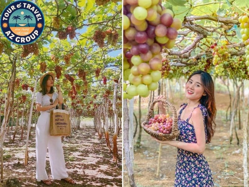 Combo Nha Trang 5 ngày 4 đêm Tự tay hái và thưởng thức nho ngay tại vườn