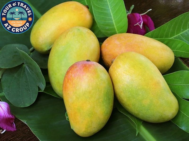 đi Nha Trang mua quà gì Nha Trang nổi tiếng với nhiều giống xoài ngon